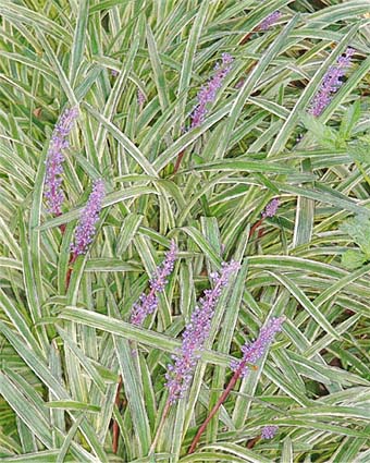 stalks