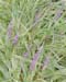 stalks