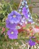 flaginviolet