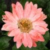 retrodaisy