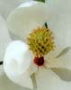 solitaire