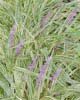 stalks