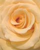 yellowswirl